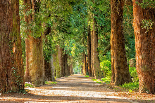 Wald und Seebestattung von Lorang in Dillingen Diefflen Raum Saarland Piesbach Nalbach Saarwellingen